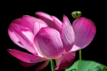 Obraz na płótnie Canvas pink lotus flower