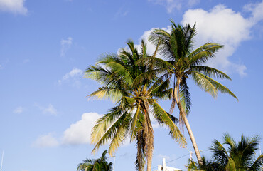 Palmeras en la isla de Cozumel 