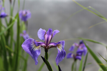 Wild iris in Anchorage, Alaska