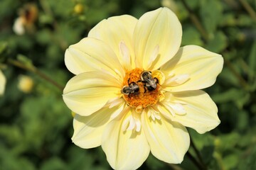 bees on a yellow flower
