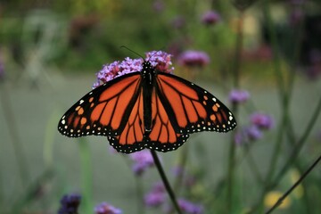 monarch butterfly on a flower