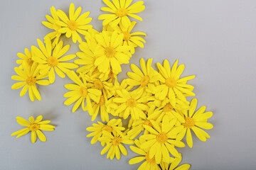 yellow flowers on gray background. Colors of the year 2021: ultimate gray and illuminating. Trendy colors concept, mockup with copy space