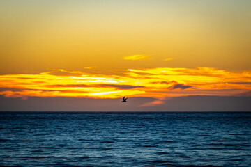 Naklejka na ściany i meble Ocean Sunset with Seagull