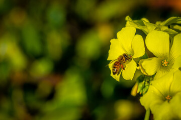 Honey Bee in the Yellow Buttercup