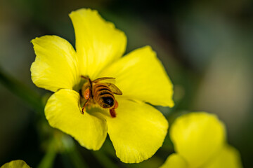 Honey Bee in the Yellow Buttercup