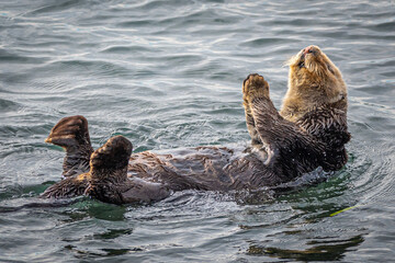California Sea Otter in the Ocean