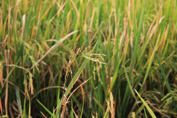 Rice plants are starting to turn yellow