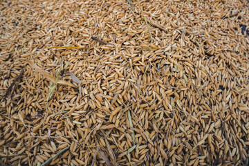 texture of rice