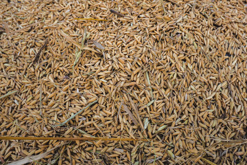 texture of rice