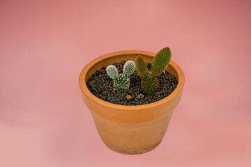 Closeup cactus on pink background.
