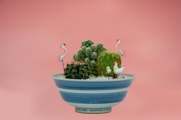 Closeup cactus on pink background.