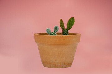 Closeup cactus on pink background.