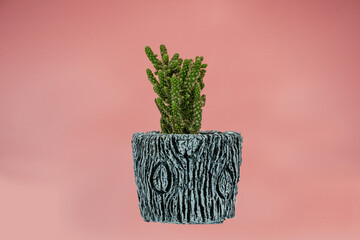 Closeup cactus on pink background.