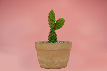 Closeup cactus on pink background.