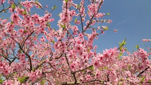 Closeup of blooming pink peach blossoms in branches in peach forest