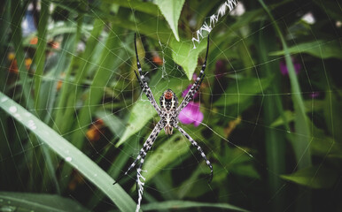 Spider in the web