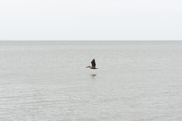 Isolated brown pelican flying over Lake Pontchartrain in New Orleans, Louisiana, USA