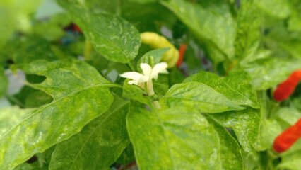chilli flower