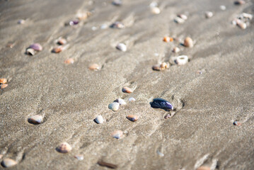 Fototapeta na wymiar 大洗サンビーチ海水浴場の貝殻