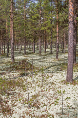 
Real reindeer lichen