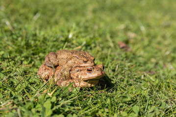 Happy Toad Pair On The Move In Green Grass - Spawning Season