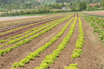 Cultivation Of Lettuce In Organic Agriculture - Lettuce In The Field