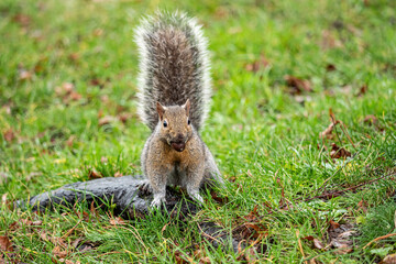 one cute grey squirrel with its tail up sitting on top of wet tree roots on the grasses with a nut holding in its mouth