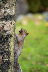 one cute grey squirrel clings to the tree trunk in the park with a but holding on its mouth.