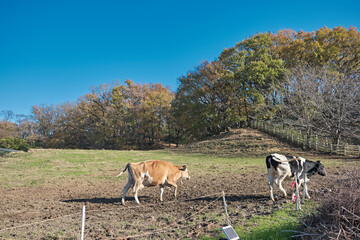 晴れた日の牧場の牛。2020年干支。