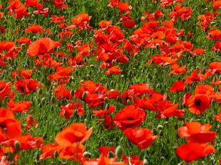 Red Poppy Meadow, Symbolizing Red Green