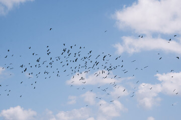 Vol de corbeaux dans le ciel .