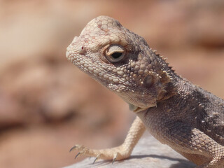 Agame, Agama, Namibia