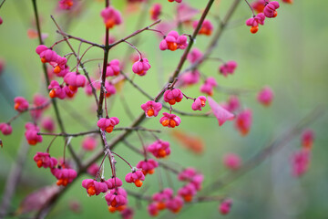Spindle Tree