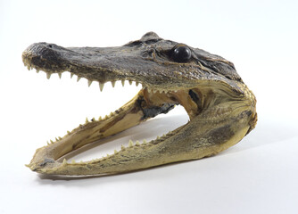 Obraz premium Alligator head and teeth from Everglades