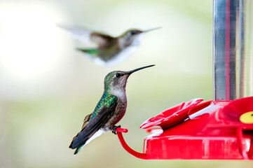 Fototapeta na wymiar Hummingbirds feeding