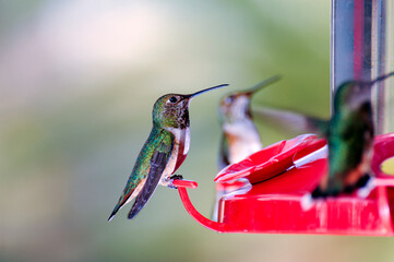 Hummingbirds feeding