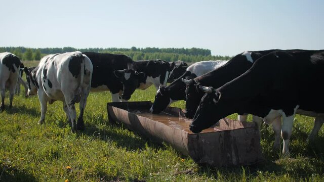 Cows drink water from large trough grazing on green meadow