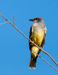 Cassins Kingbird in San Jacinto Wildlife Area near Perris in Southern California