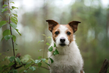 dog in the forest. Jack Russell Terrier in nature. 