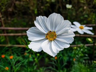 Cosmos is a genus, with the same common name of cosmos, consisting of flowering plants in the sunflower family.