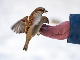 Obraz premium A sparrow sits on a man's hand and eats seeds.