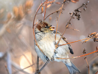 Sparrow sits on a bush branch and eating its seeds