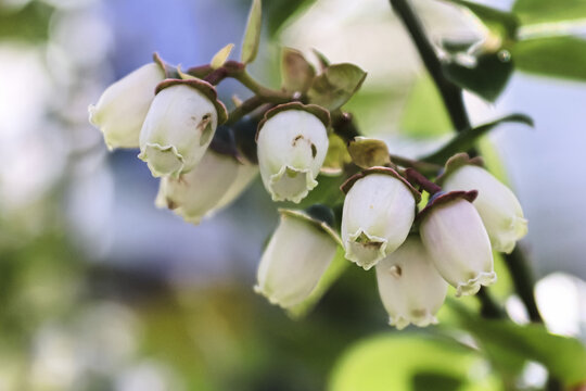 Macro of delicate blueberry blossoms against a blurred background