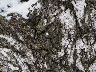 The texture of the birch bark.