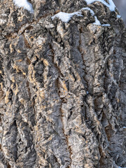Cork oak bark relief texture. Tree bark texture. Natural background