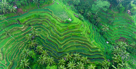 Drohnenansicht der Reisplantage in Bali und Palmen. Reisterrassen Fotos aus der Höhe, Bali, Indonesien, Ubud, die Geometrie des Reisfeldes
