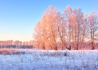 Pink birches on a winter morning. Drifts of blue snow, tall trees against a blue sky