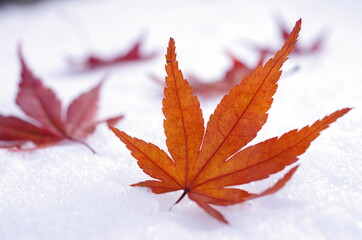 雪とモミジ
