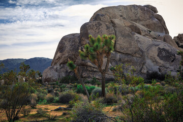 Joshua Tree Rock Formations, Joshua Tree National Park, California