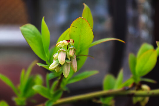 Side view of closed blueberry blossoms on a branch